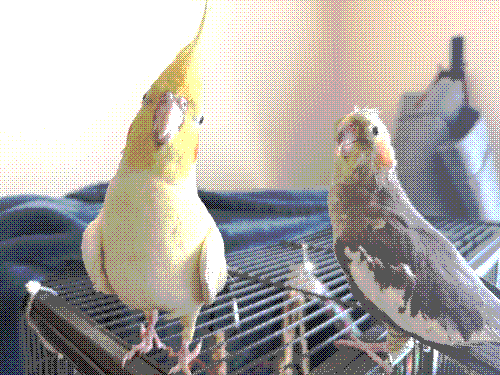 A picture of two cockatiels. One is yellow and one is gray.