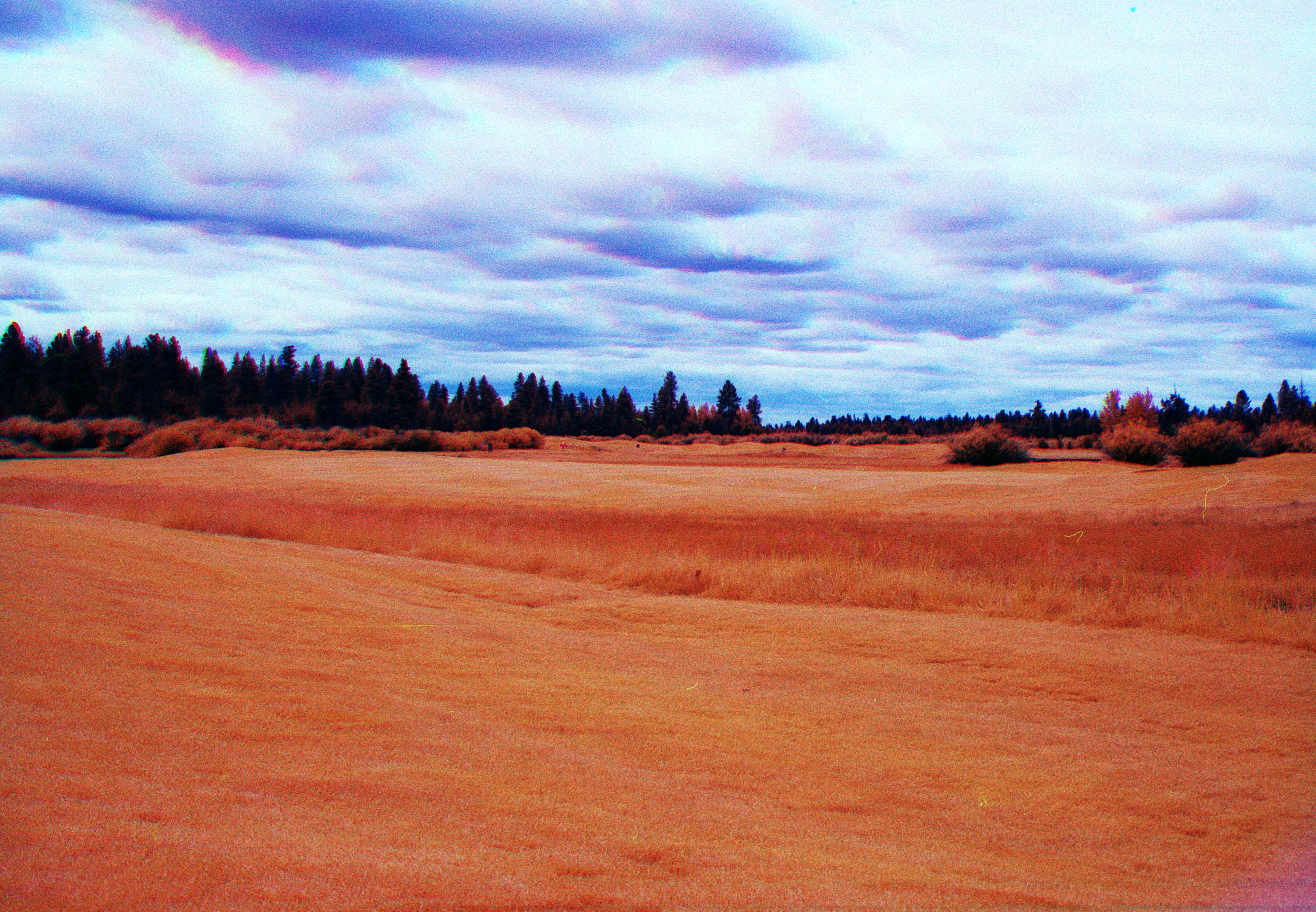 Landscape of plains. The grass and trees are dark red.