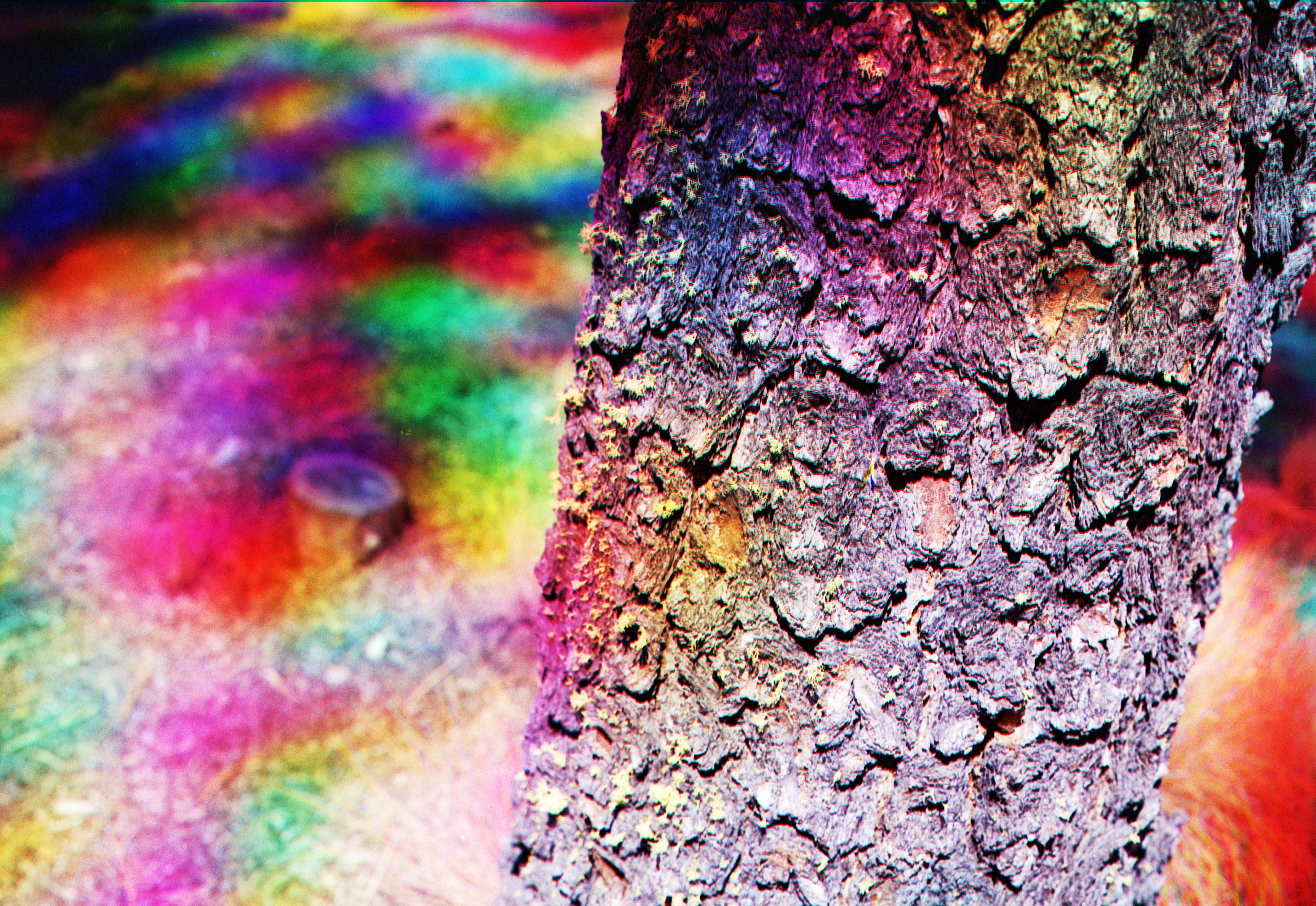 Photo of a tree up close. There are rainbow splotches everywhere.